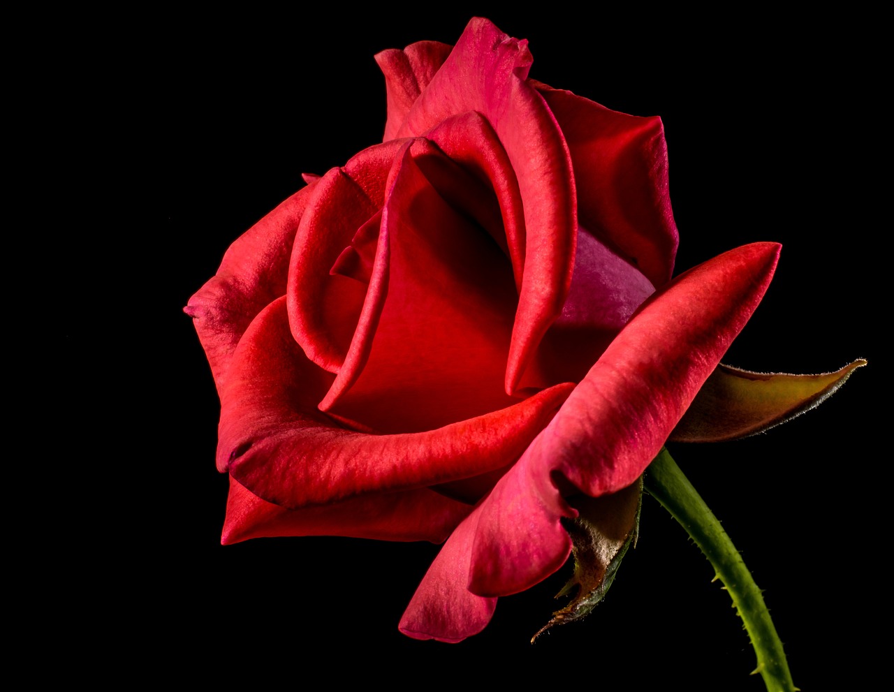 rose, flower, petals-320868.jpg
